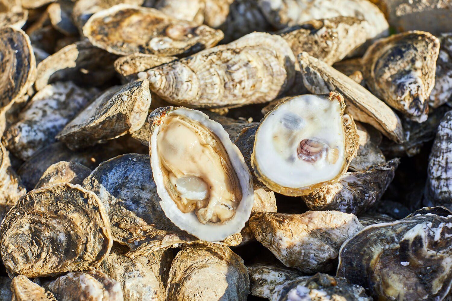 Shucked oyster